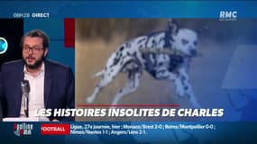 Quel est le plus beau chien du monde ? Une étude dresse le classement pour mettre tout le monde d'accord
