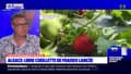 Fraises d'Alsace: un production locale pour le marché local