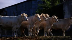 Le sommet de l'élevage, plus grand salon du genre en Europe, ouvre ses portes à Cournon d'Auvergne (Puy-de-Dôme), sous forte pression des professionnels de la viande bovine dans un contexte de déclin de la production française