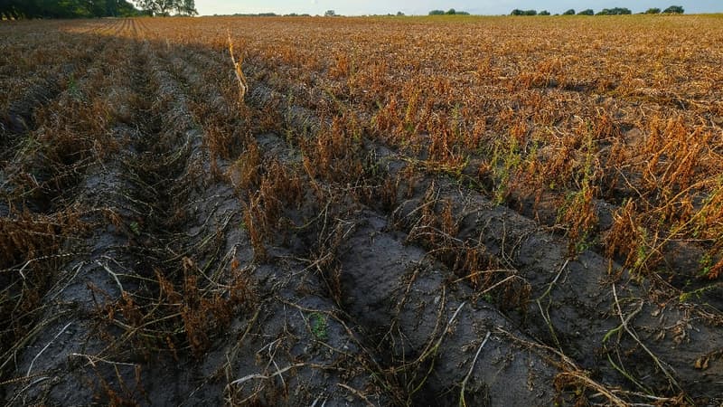 La FAO met en garde contre le risque de pénurie alimentaire faute de biodiversité