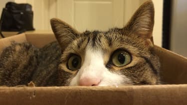 Pourquoi Les Chats Adorent Ils Se Cacher Dans Des Boites