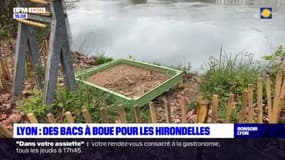 Lyon : des bacs à boue pour les hirondelles