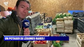 Un potager de légumes rares - 06/10