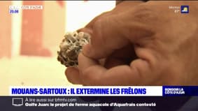 Alpes-Maritimes: une entreprise mandatée pour exterminer les frelons asiatiques