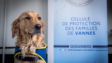 Rumba, la première chienne qui intègre la cellule de protection des familles de la gendarmerie à Vannes (Morbihan).