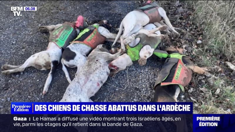 Ardèche: sept chiens de chasse tués par les membres d'une communauté agricole