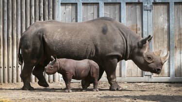 Un bébé rhinocéros noir fait sa première apparition publique au Zoo du Lincoln Park, à Chicago, le 17 septembre 2019