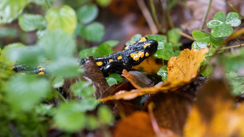 Une salamandre à Schönau am Königssee, en Allemagne, en octobre 2019 (photo d'illustration)