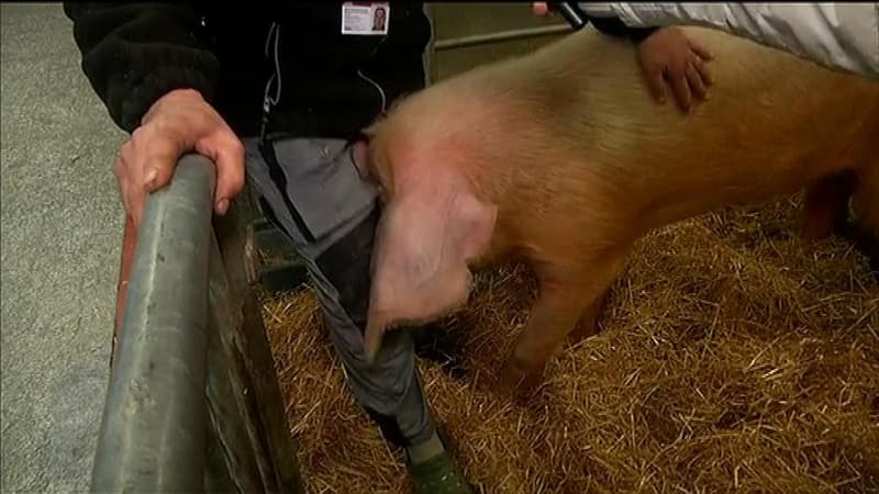 Gaston, le cochon, au Salon de l'agriculture le 22 février 2013.