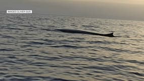 Une baleine aperçue près du Var