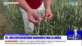 Yvelines: des champs de céréales ravagés par la grêle