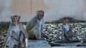 Des singes aux abords d'une route près de New Delhi le 8 avril 2020
