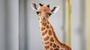 Photo de la femelle girafon du Kordofan, née le 12 septembre 2025 au Parc zoologique de Paris.  
