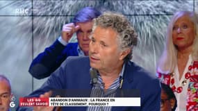 Les GG veulent savoir : Abandon d'animaux, la France en tête de classement, pourquoi ? - 20/06