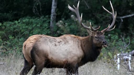 L'introduction illégale d'une variété de truites à Yellowstone bouleverse l'écosystème et menace les wapitis.