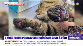 Un homme condamné à six mois ferme pour avoir traîné son chat derrière un vélo