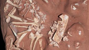 Cette photo du Musée national de Rio de Janeiro montre les restes fossiles de "Berthasaura leopoldinae", la nouvelle espèce de dinosaure découverte.