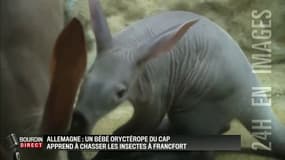 Les premiers pas d'un bébé Oryctérope du Cap en pleine chasse