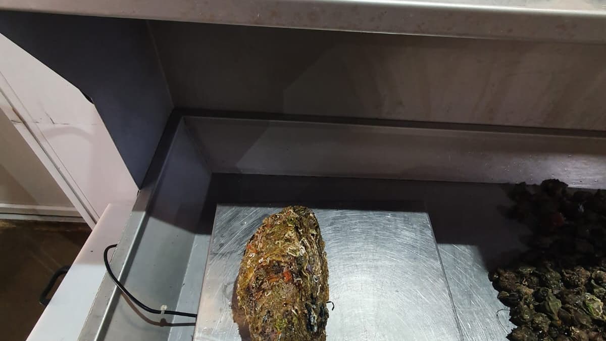 L'huître pèse 2,360 kg et a battu le record détenu par un autre mollusque de 2,2 kg. L'huître pèse 2,360 kg et a battu le record détenu par un autre mollusque de 2,2 kg.