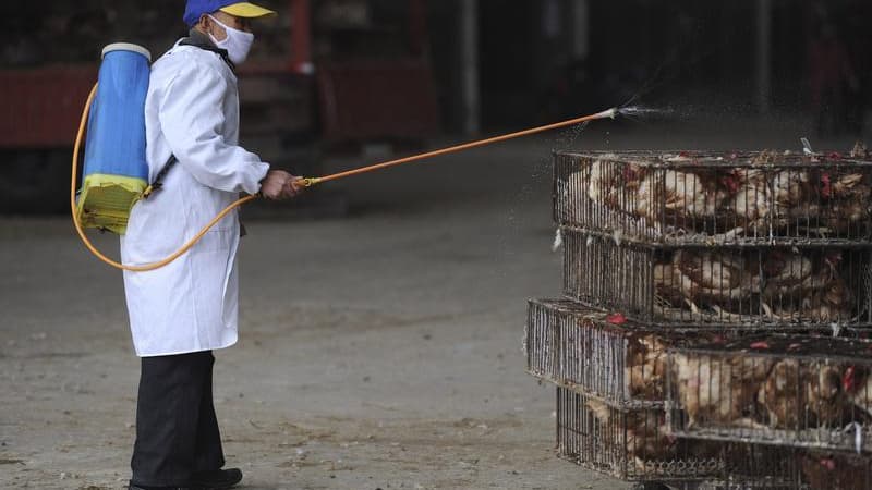 Un employé désinfecte un marché de volailles, en Chine. L'Organisation mondiale de la santé (OMS) estime que le nouveau virus H7N9 de la grippe aviaire est l'un des plus redoutables de sa catégorie et se transmet plus facilement à l'homme que sa précédent