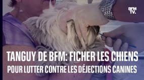  TANGUY DE BFM - À Béziers, les chiens sont fichés pour lutter contre les déjections canines dans la rue 