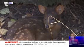 Le pudu, plus petit renne du monde, présenté aux visiteurs du zoo de Cologne