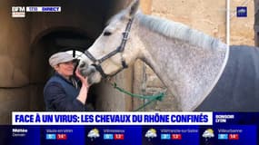 Face à un virus, les chevaux du Rhône sont confinés