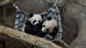 Deux pandas au zoo de Beauval le 14 mars 2022