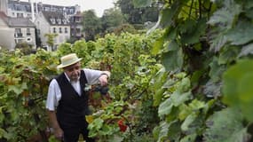 Les vendanges de Montmartre, en 2015