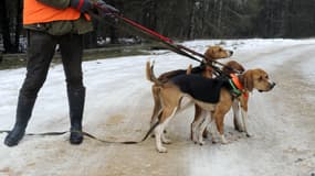 Des chiens de chasse lors d'une battue aux sangliers, à Besançon en 2010 (illustration)