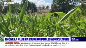 Rhône: la pluie rassure un peu les agriculteurs