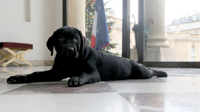 Le labrador Philae, un peu cabotin, pose à l'Elysée.
