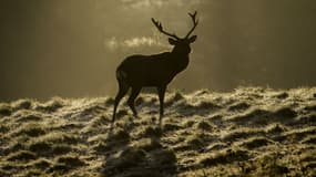Un cerf dans le North Yorkshire, en Angleterre (illustration)