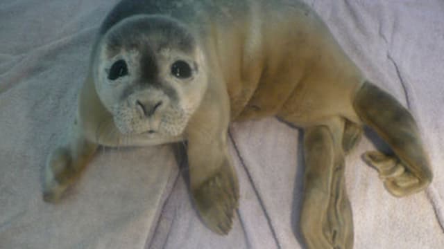 Un Bebe Phoque Retrouve Dans Un Champ