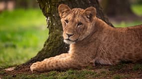 L'un des lions du safari de Thoiry