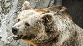 De "nouveaux lâchers" d'ours sont "indispensables" afin d'assurer "à long terme la viabilité" de la population.