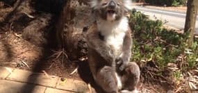 Un koala se plaint d’avoir été chassé d’un arbre 