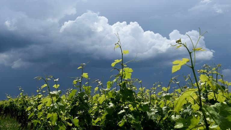 Un vignoble français