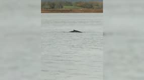 Un cétacé de grande taille, qui semble être une baleine à bosse, a été observé dans l'estuaire de la Seine, a annoncé ce mercredi 16 octobre la préfecture de Seine-Maritime.