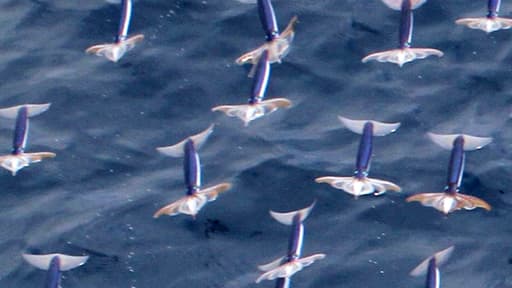 Ces calamars volent à plus de 11 mètres/seconde pour échapper à leurs prédateurs