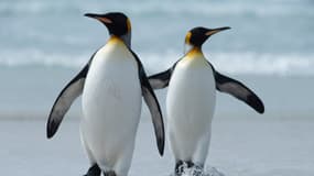 Des manchots royaux sur les îles Malouines le 6 octobre 2019. (Photo d'illustration)