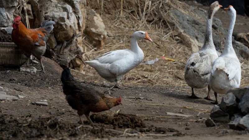 La grippe aviaire touche de nombreux départements en France. (Photo d'illustration)