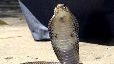 Un cobra égyptien (Photo d'illustration)