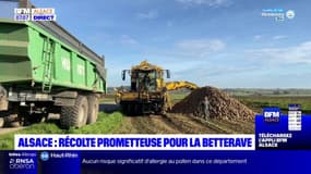 Alsace: la récolte de la betterave s'annonce prometteuse