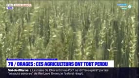 Yvelines: les agriculteurs ont tout perdu après l'orage, le fond d'aide d'urgence réactivé
