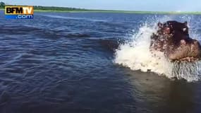 Un hippopotame charge un bateau de touristes