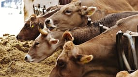 Des ONG pour l'environnement ont signé une tribune dans RTL pour sauver l'élevage durable français