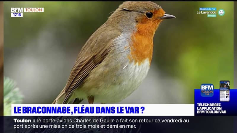 Le braconnage, un fléau dans le Var?