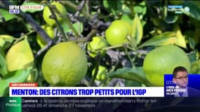 Menton: des citrons trop petits pour l'Indication géographique protégée à cause de la sécheresse