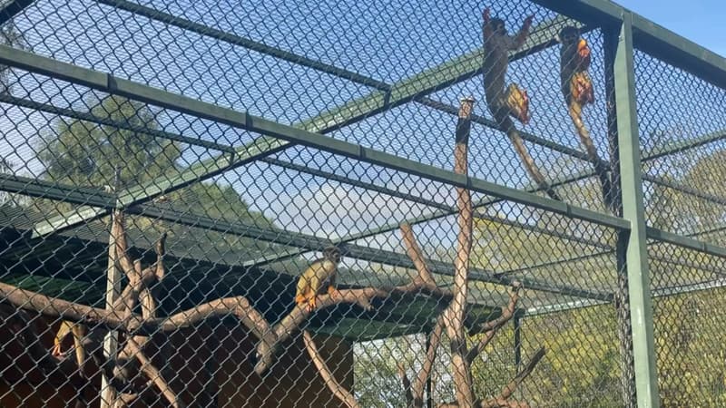 Singes volés au zoo de La Londe-les-Maures: inquiétude sur de l'état de santé des primates